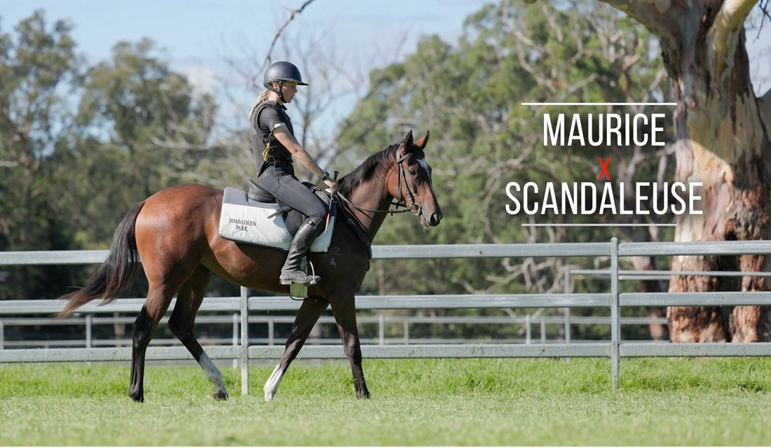 Maurice (JPN) x Scandaleuse (USA) filly